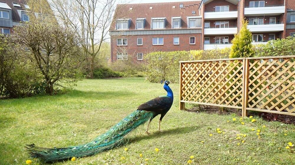 Etagenwohnung Wismar Friedenshof - 3 Zimmer, 66 m&sup2;, 195.000&euro; | Angebot:26684245