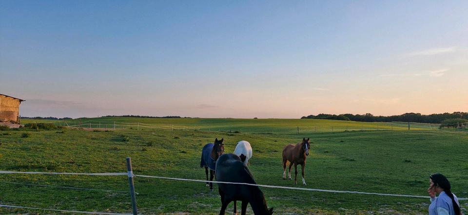 Etagenwohnung Gadebusch - 1 Zimmer, 92 m&sup2;, 850&euro; | Angebot:24741919