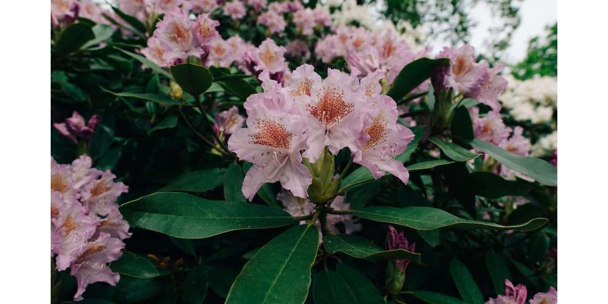 Grundstück zu verkaufen in Schwerin 145.000 € 2031 m² zimmer