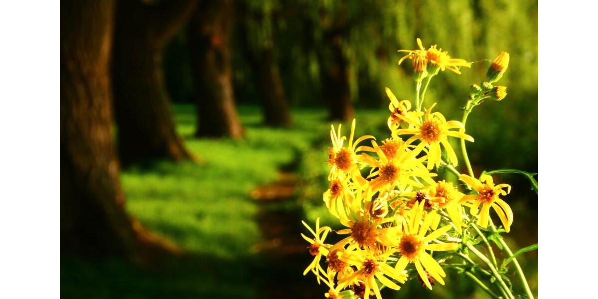 Etagenwohnung Warin - 6 Zimmer, 130 m&sup2;, 980&euro; | Angebot:26045378