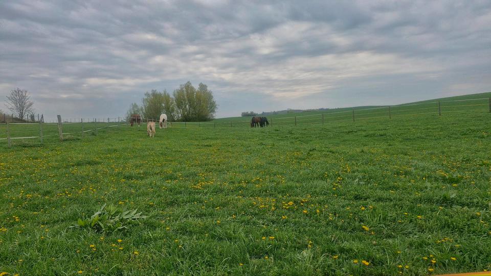 Etagenwohnung Gadebusch - 1 Zimmer, 92 m&sup2;, 850&euro; | Angebot:24741919